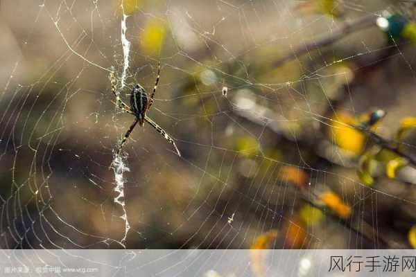 福建巨幅蜘蛛网奇观引热议，手游公司如何捕捉自然灵感？