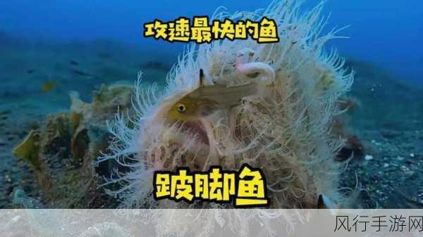 探索神奇海洋，单棘璧鱼与水滴鱼的奥秘