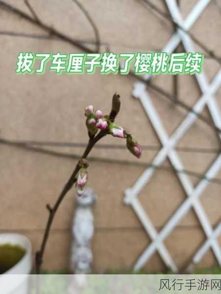 樱桃开花与长叶的先后之谜，蚂蚁新村 12 月 12 日答案探究