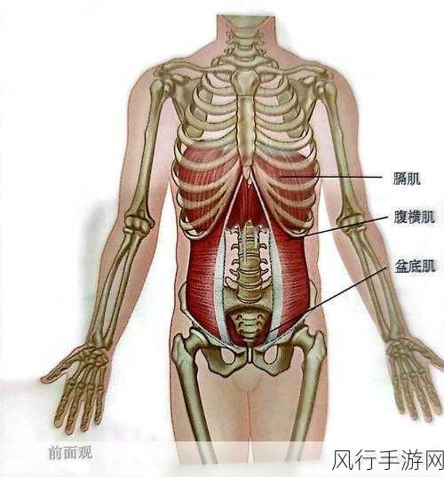 探索健身核心力量，究竟哪个部位的肌肉才是关键？