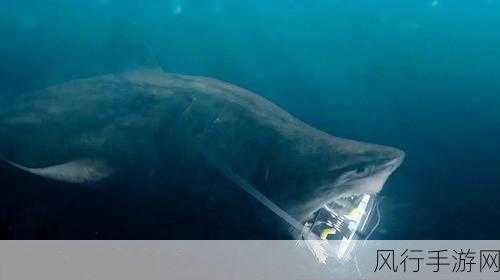 黑湾海盗全方位综合攻略，称霸海洋之旅