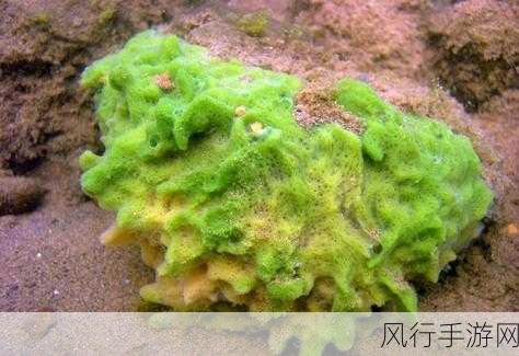 支付宝海洋里海绵的奥秘，动物还是植物？答案 4.7 背后的真相