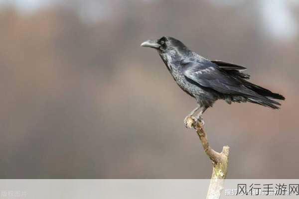 5.14 蚂蚁庄园最新答案揭晓，探索乌鸦反哺的奥秘