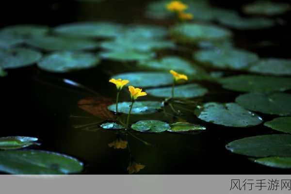 探秘荇菜，黄色花朵与独特魅力