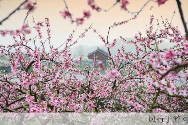 探寻桃花花期的神秘时刻