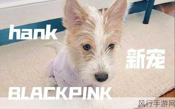 揭秘 BlackPink 假视频通话游戏，是娱乐新宠还是潜在隐患？