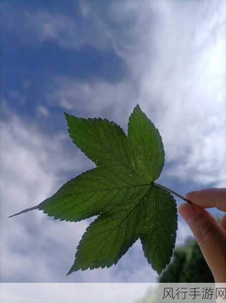 掌控植物力量，畅玩植物总动员