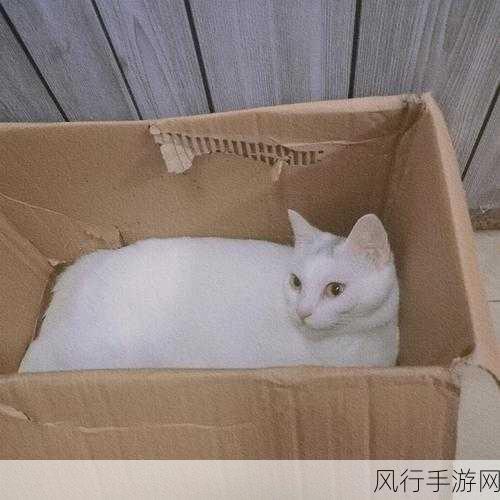 猫咪的神奇缩骨功，为何能自如蜷缩在小盒子里？