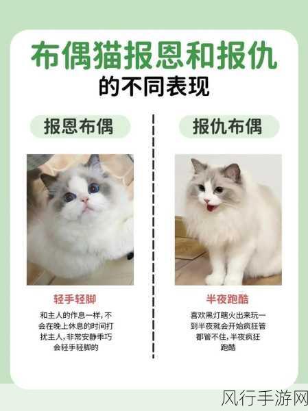 剑侠世界3新萌宠布偶猫，可爱经济下的手游新宠