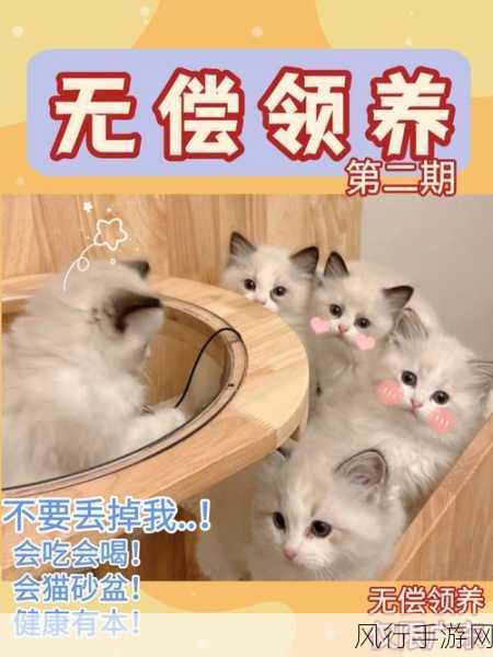 小森生活猫咪经济，解锁第二只猫咪领养新策略