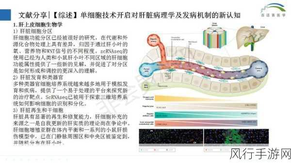 重生细胞自动攻击机制深度解析与财经数据