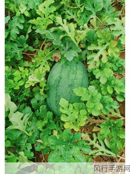反差婊吃瓜免费合集万里长征-反差婊吃瓜合集:万里长征之旅 🌟🍉