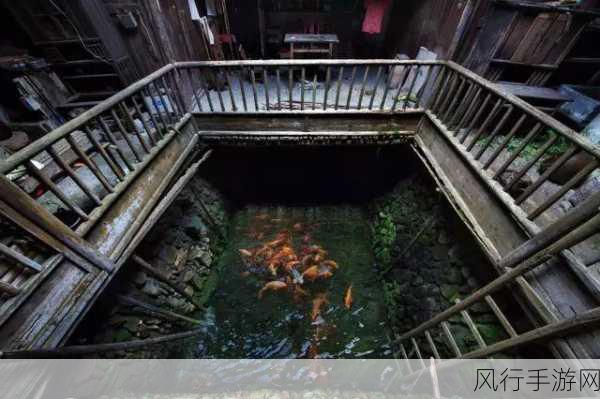 烟雨江湖，探寻莲藕背后的神秘池塘