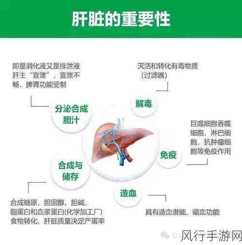 办公室强肝是哪个电视剧-《增强肝脏功能的办公室生活》💪🌿