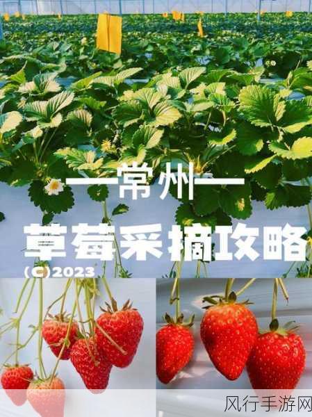 草莓视频6-畅享草莓视频，开启无限乐趣！🍓🎥