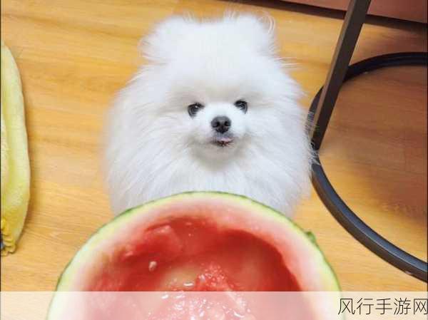 17ccc吃瓜-17ccc吃瓜盛宴，乐享无穷趣味！🍉😂