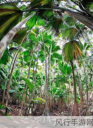 热大点瓜-热带大点瓜的美味探索之旅 🍉🌴