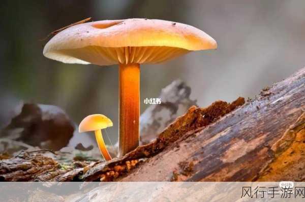 719y你会回来感谢我的蘑菇-感谢蘑菇，让我们重新相聚🌟🍄