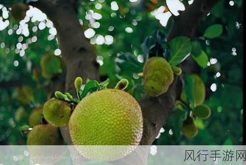 菠萝菠萝蜜影院在线免费观看免费-菠萝菠萝蜜影院高清免费在线观影体验🍍🎥