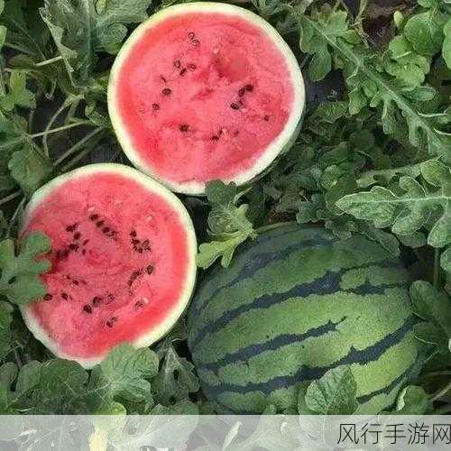 51cg10吃瓜爆料-51cg10吃瓜爆料大揭秘，真相来袭！🍉👀