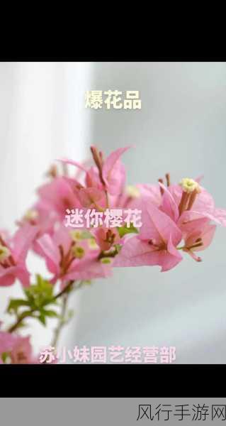 病勤楼栋1-12樱花未增减-病勤楼栋1-12樱花增减情况更新 📈🌸