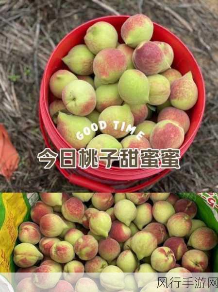 坤坤寒进桃子里嗟嗟图片-坤坤寒意融入桃子美景中🍑❄️