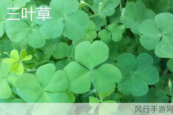 三叶草亚洲码欧洲码区别入口-三叶草亚洲码与欧洲码的区别解析🌍✨