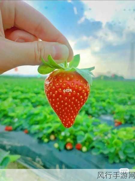 草莓污视频破解-探索草莓污视频破解的秘密✨🍓
