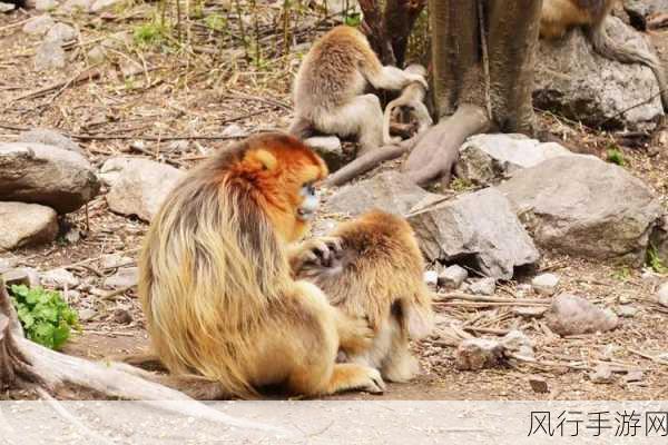 生猴子怎么最舒服-生猴子怎样才能更舒适？🐒✨