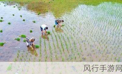 夫妻插秧38种方法图片大全大图-夫妻插秧的38种创意方法大全 🌾👩‍🌾