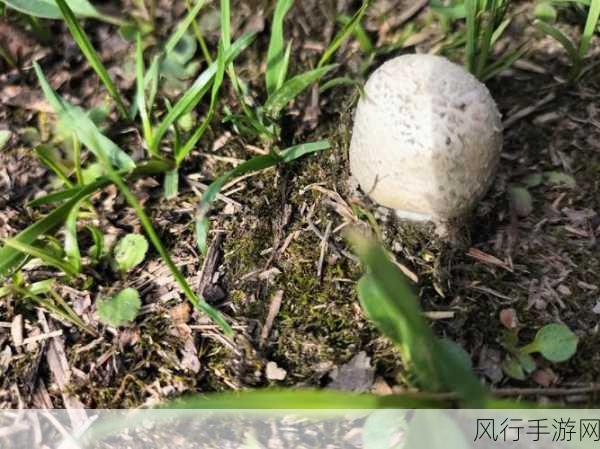 蘑菇视频隐藏路线-拓展蘑菇视频隐藏路线的全攻略 🌟🍄