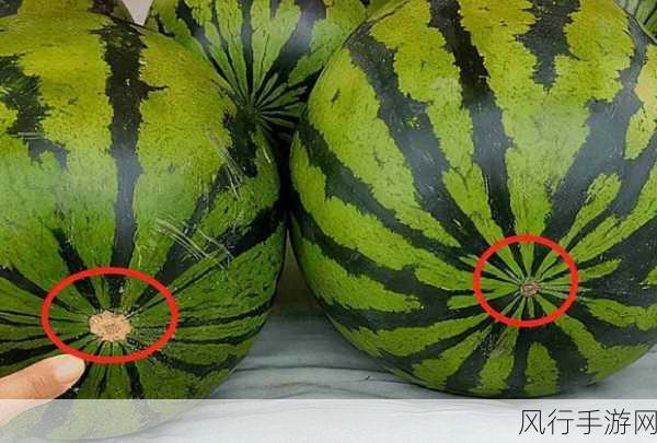 啃瓜不打烊–八卦爆料-八卦爆料不停歇，尽享瓜皮乐趣！🍉🗞️