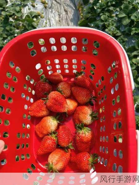 草莓视频苏-探索草莓视频的无限魅力🍓✨