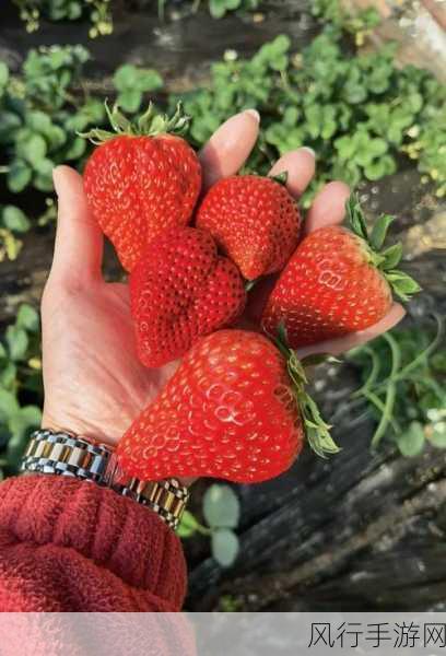 草莓 福利视频破解版-草莓福利视频破解版全新体验🎉🍓