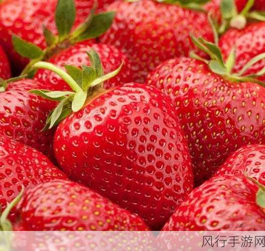 草梅视频-草梅的魅力:探索甜美滋味与健康益处 🍓✨