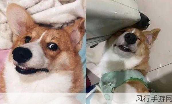 小妹妹说咬掉我的睾丸-小妹妹调皮说要咬掉我的睾丸😂😜