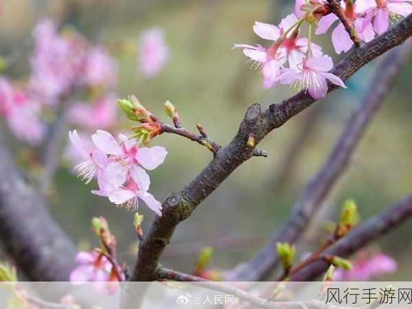 《overflow》翻译樱花-樱花绽放的溢出瞬间🌸✨