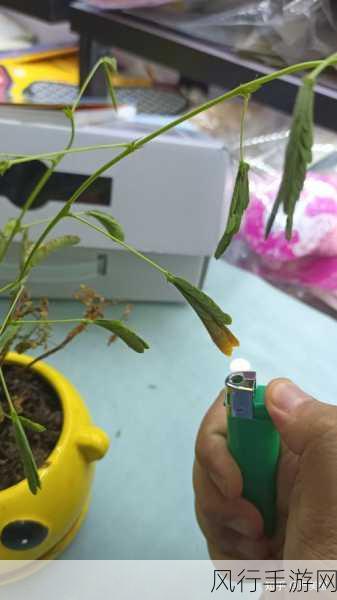含羞草实验实验究2024-探究含羞草反应机制的实验研究2024🔬🌱