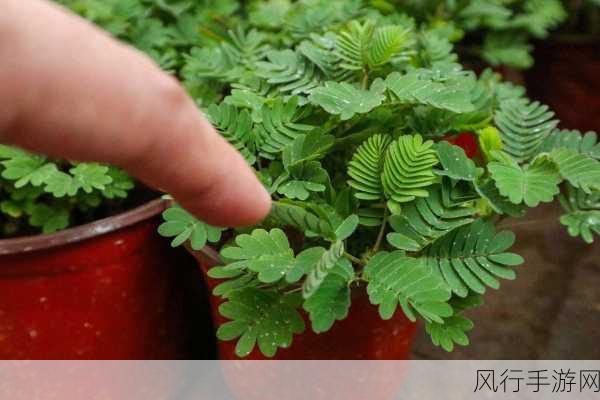 含羞草实验实验究2024-探究含羞草反应机制的实验研究2024🔬🌱