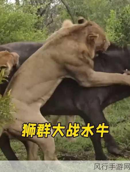 水牛影院-水牛影院：带你畅享极致观影体验🎥🍿