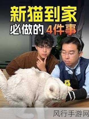 迷因朋友登陆Steam,猫朋友大师养成计划启动财经观察