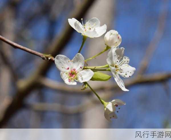 漾出oⅴerflower樱花-绽放樱花的梦幻漾出oⅴerflower🌸✨