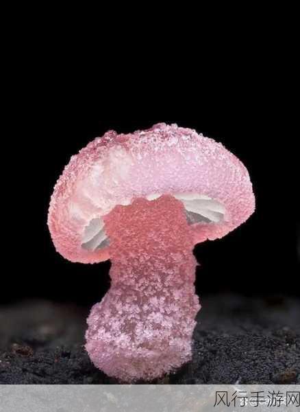 蘑菇视频黑料-揭露蘑菇视频背后的不为人知真相🌐🔍