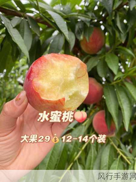 久久水密桃-久久水密桃的美味探索之旅🍑✨
