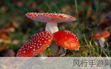 蘑菇视频HD-探索蘑菇世界的精彩视频HD 🍄✨