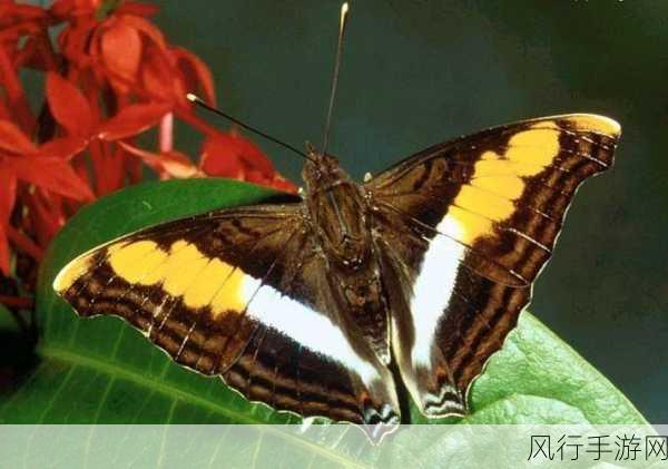 蝴蝶传闻-蝴蝶传闻：神秘故事背后的真相揭晓🦋✨