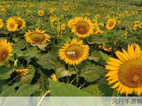 向日葵视频站长统计-向日葵视频站长数据统计与分析📊🌻