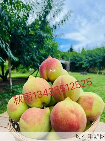 蜜桃αv一线二线三线-拓展蜜桃αv：一线、二线与三线的魅力探讨 🍑✨