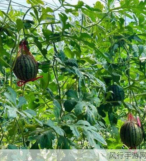 17c吃瓜网免费吃瓜红桃-免费吃瓜，畅享红桃乐趣🍉🍑