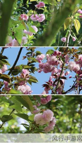 樱花视频日本大豆行情-日本大豆行情分析与樱花视频拓展🌸📈